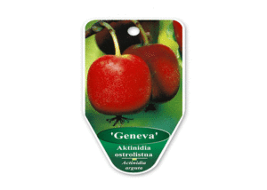 Aktinidia - Szkółka roślin Stecz