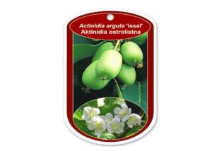 Aktinidia - Szkółka roślin Stecz