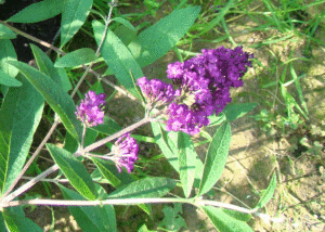 Budleja - Szkółka roślin Stecz