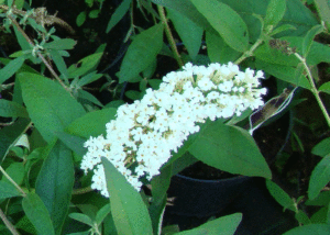 Budleja - Szkółka roślin Stecz