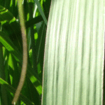 Miskant Giganteus