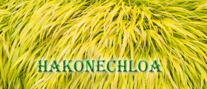 Hakonechloa - Szkółka roślin Stecz