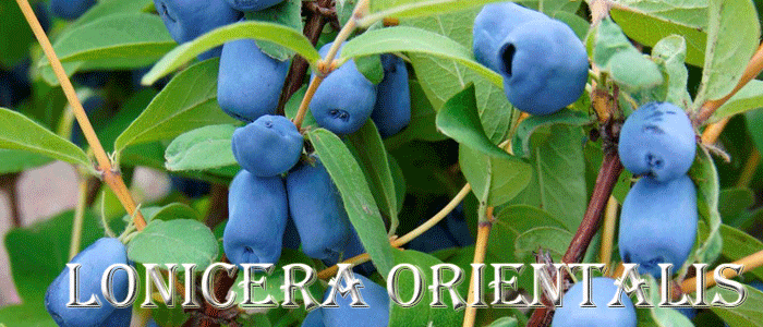 Jagoda kamczacka - Szkółka roślin Stecz Jagoda kamczacka - Szkółka roślin Stecz