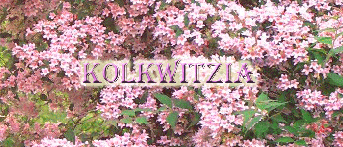 Kolkwicja - Szkółka roślin Stecz Kolkwicja - Szkółka roślin Stecz