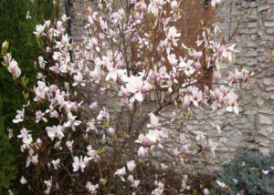 Magnolia - Szkółka roślin Stecz