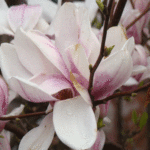 Magnolia - Szkółka roślin Stecz