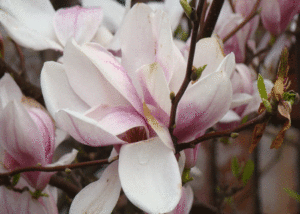 Magnolia - Szkółka roślin Stecz