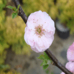 Migdałowiec trójklapowy