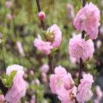 Migdałowiec trójklapowy