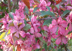 Jabłoń ozdobna - Szkółka roślin Stecz