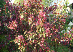 Jabłoń Ola - Szkółka roślin Stecz