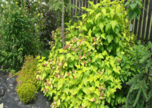 Pęcherznica - Szkółka roślin Stecz