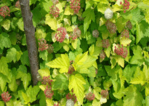 Pęcherznica Luteus - Szkółka roślin Stecz