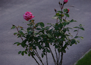 Róża - Szkółka roślin Stecz