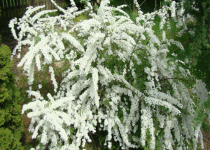 Tawuła - Szkółka roślin Stecz