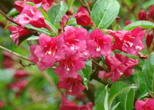 Weigela / Krzewuszka - Szkółka roślin Stecz