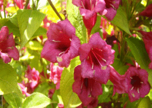 Weigela / Krzewuszka - Szkółka roślin Stecz