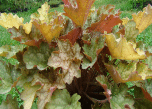 Żurawka - Szkółka roślin Stecz