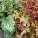 Żurawka - Szkółka roślin Stecz