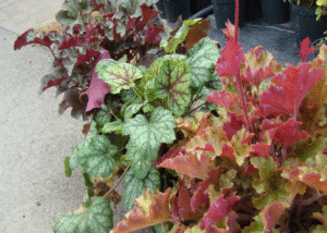 Żurawka - Szkółka roślin Stecz