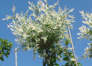 Wierzba Hakuro - Szkółka roślin Stecz