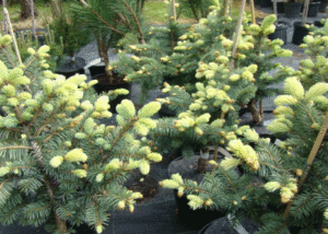 Picea pungens "Białobok"