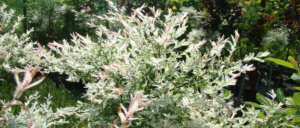 Wierzba Hakuro-Nishiki