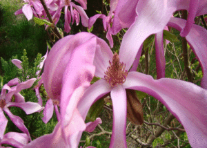 Magnolia