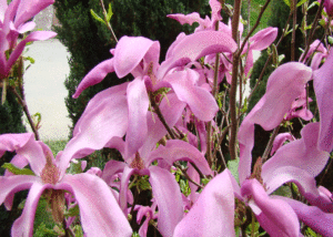 Magnolia
