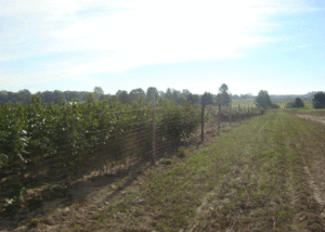 Drzewka owocowe sadzonki