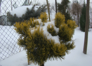 Pinus mugo 'Carsten Wintergold'