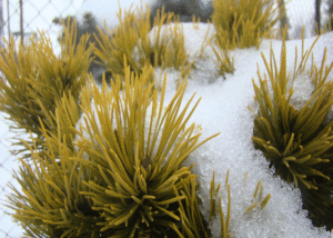Pinus mugo 'Carsten Wintergold'