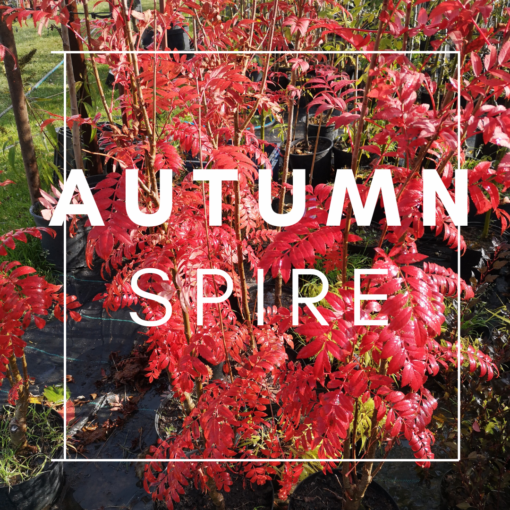 Autumn Spire