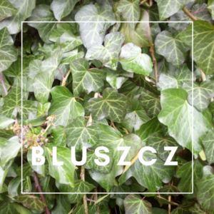 Bluszcz