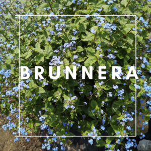 Brunnera
