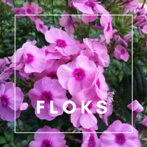 Floks