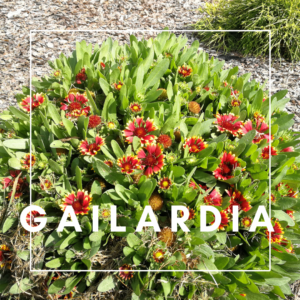 Gailardia