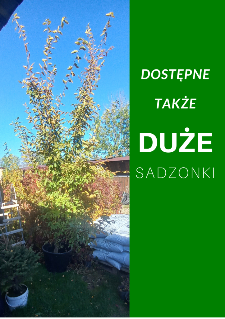 Sadzonki grabu Duże sadzonki grabu