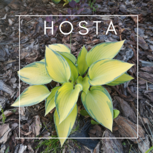 Hosta