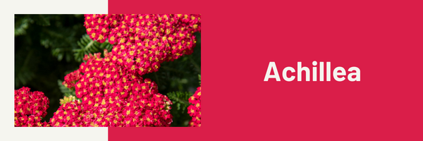 Krwawnik Achillea