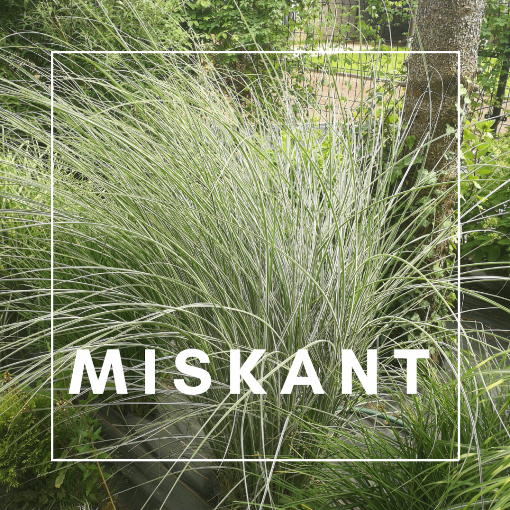 Trawa ozdobna Miskant