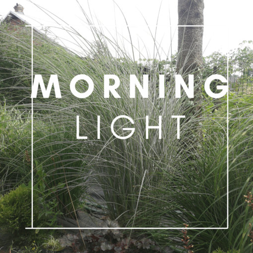 Morning Light