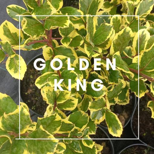 Ilex Golden King