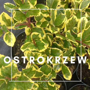 Ostrokrzew