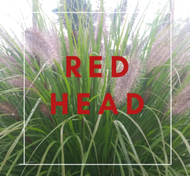 Pennisetum Red Head