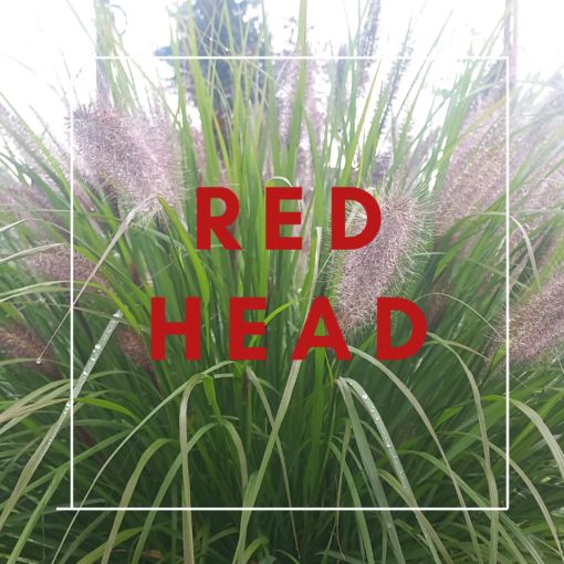 Pennisetum Red Head
