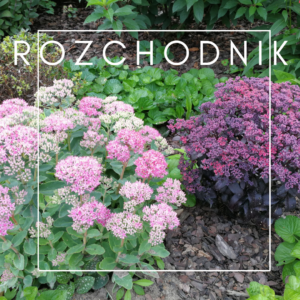 Rozchodnik