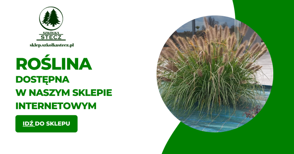 Rozplenica