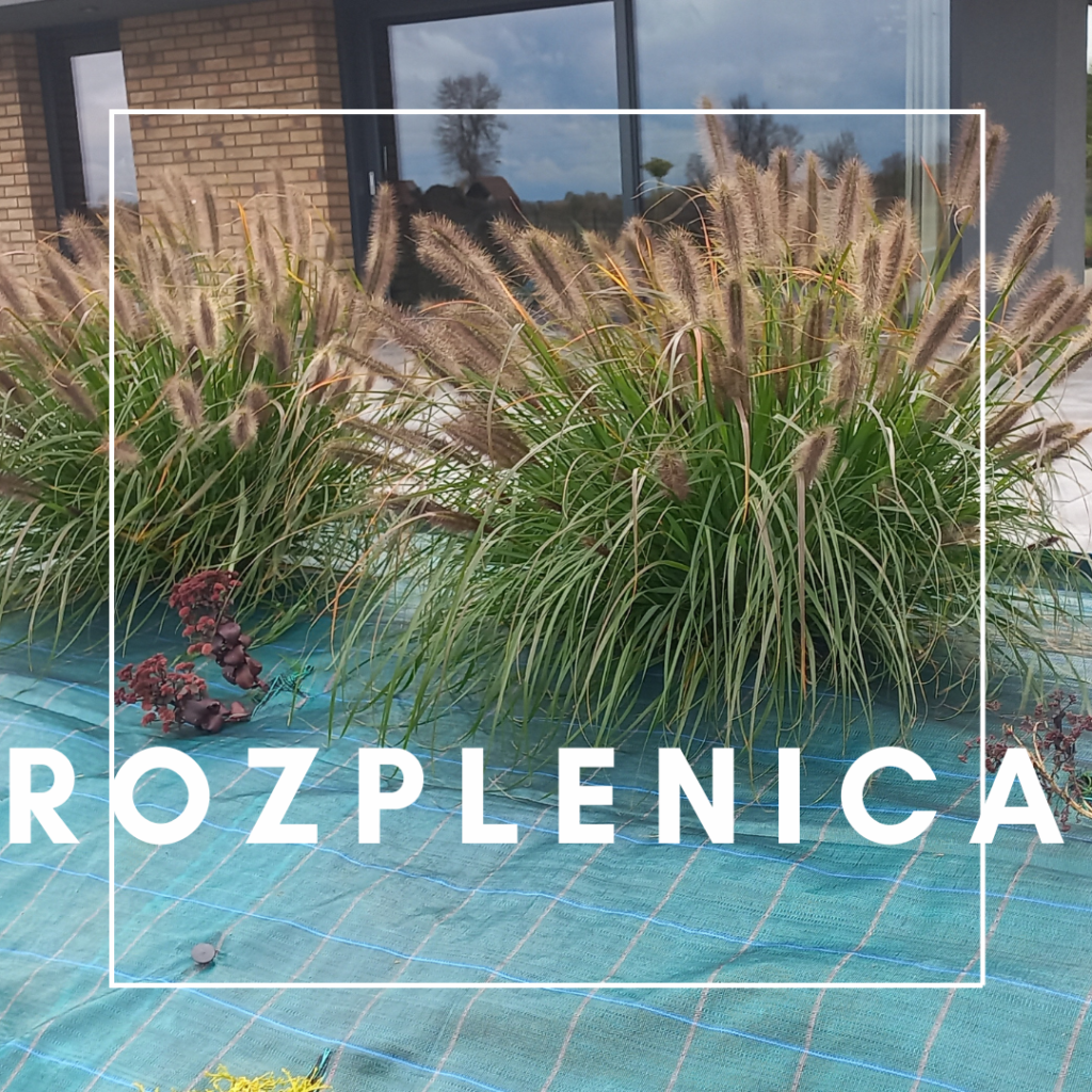 Rozplenica