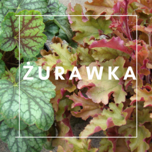 Żurawka